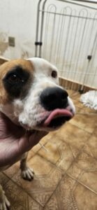 Jorge procura um Lar