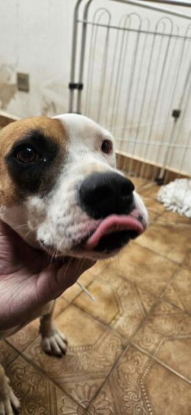 Jorge procura um Lar