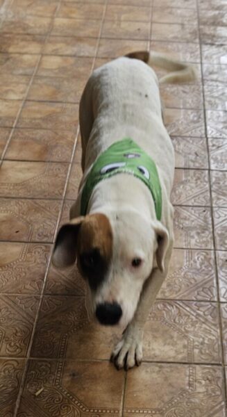 Jorge procura um Lar