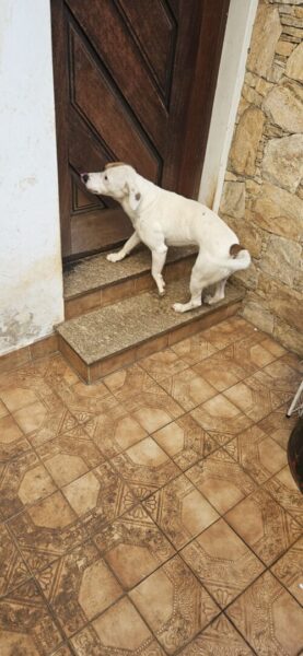 Jorge procura um Lar