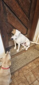 Jorge procura um Lar